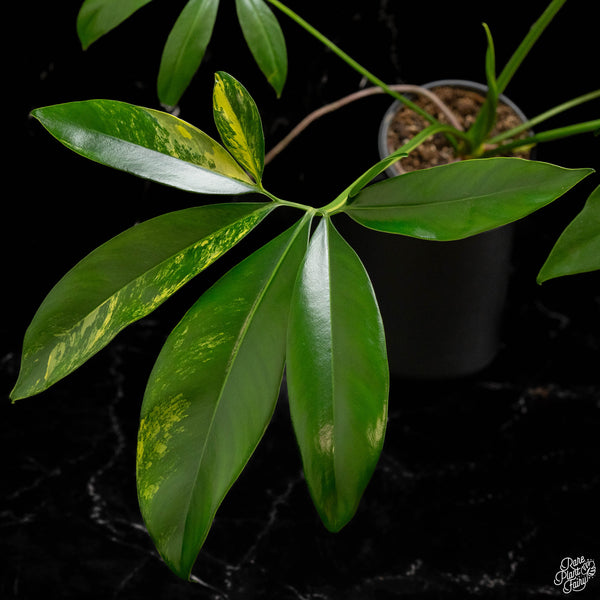 Thaumatophyllum spruceanum aurea variegated (previously Philodendron Goeldii) (A49)