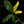 Load image into Gallery viewer, Thaumatophyllum spruceanum aurea variegated (previously Philodendron Goeldii) (A49)
