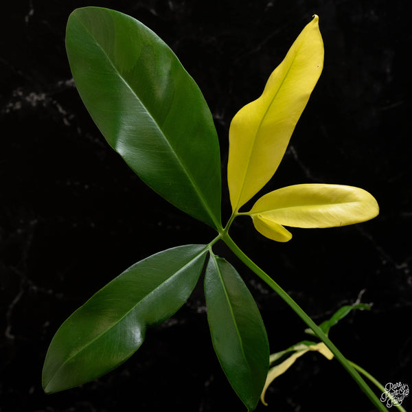 Thaumatophyllum spruceanum aurea variegated (previously Philodendron Goeldii) (A49)