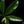 Load image into Gallery viewer, Thaumatophyllum spruceanum aurea variegated (previously Philodendron Goeldii) (A49)
