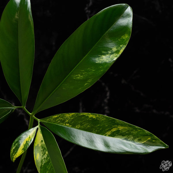 Thaumatophyllum spruceanum aurea variegated (previously Philodendron Goeldii) (A49)