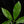 Load image into Gallery viewer, Thaumatophyllum spruceanum aurea variegated (previously Philodendron Goeldii) (A49)
