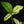 Load image into Gallery viewer, Thaumatophyllum spruceanum mint variegated (previously Philodendron Goeldii) (A51)
