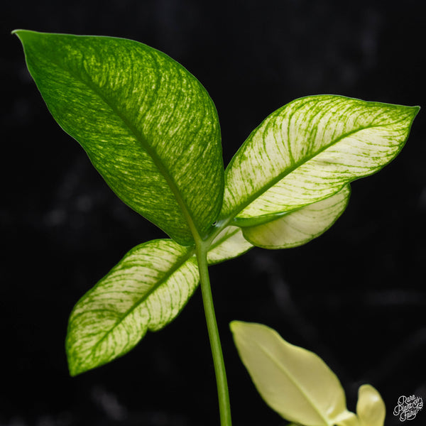 Thaumatophyllum spruceanum mint variegated (previously Philodendron Goeldii) (A51)