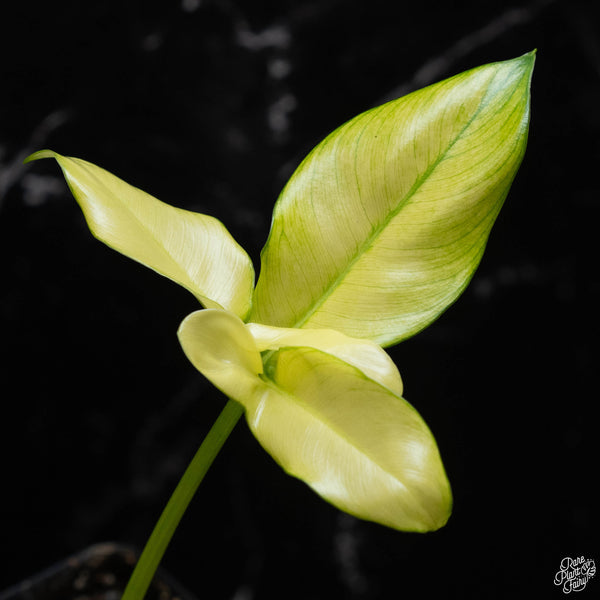 Thaumatophyllum spruceanum mint variegated (previously Philodendron Goeldii) (A51)