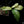 Load image into Gallery viewer, Thaumatophyllum spruceanum mint variegated (previously Philodendron Goeldii) (A51)
