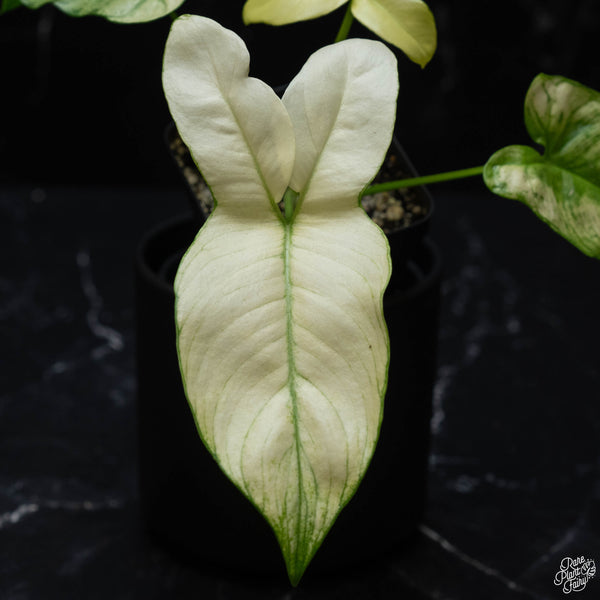 Thaumatophyllum spruceanum mint variegated (previously Philodendron Goeldii) (1A)