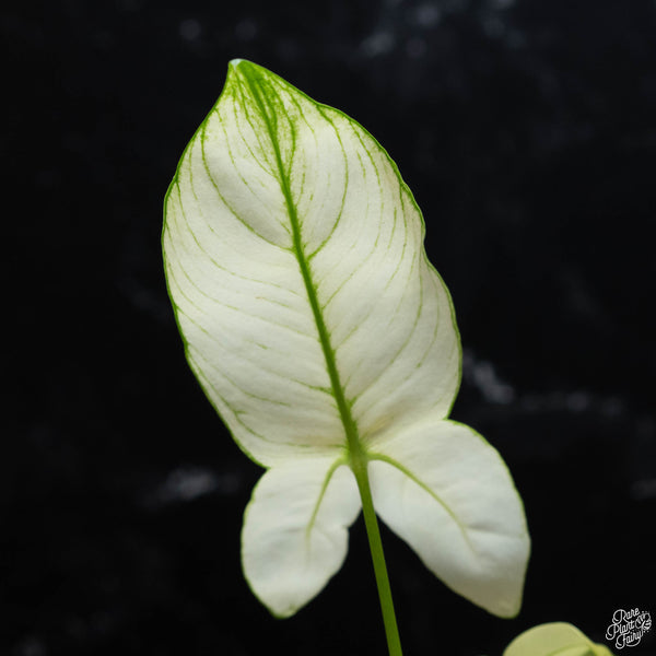 Thaumatophyllum spruceanum mint variegated (previously Philodendron Goeldii) (1A)