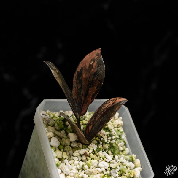 Zamioculcas zamifolia "Raven ZZ" pink variegated  (A49)