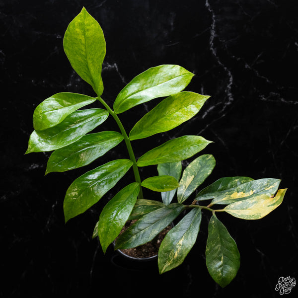 *WILD FORM* Zamioculcas zamiifolia "ZZ" variegated (A51)