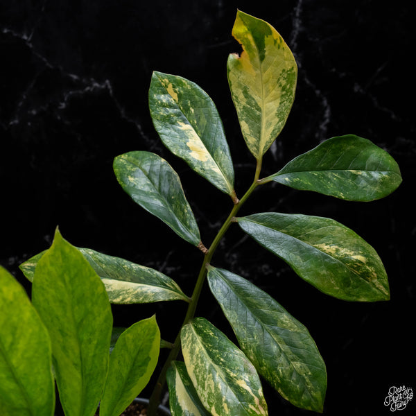 *WILD FORM* Zamioculcas zamiifolia "ZZ" variegated (A51)