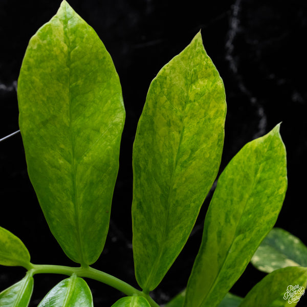 *WILD FORM* Zamioculcas zamiifolia "ZZ" variegated (A51)