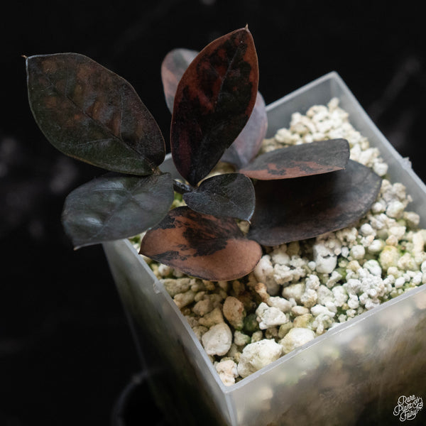 Zamioculcas zamifolia "Raven ZZ" pink variegated  (wk2-A)