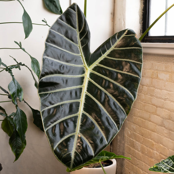 Alocasia longiloba 'Grandis' *Grower's choice*