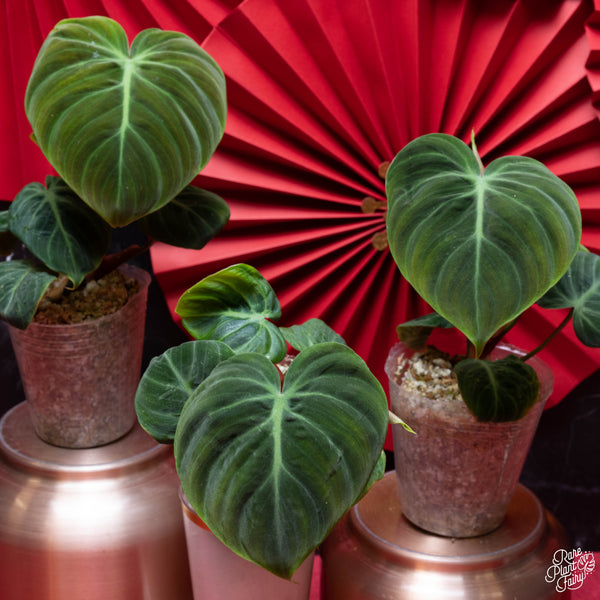 Philodendron sp. 'El Choco Red' *Growers choice*