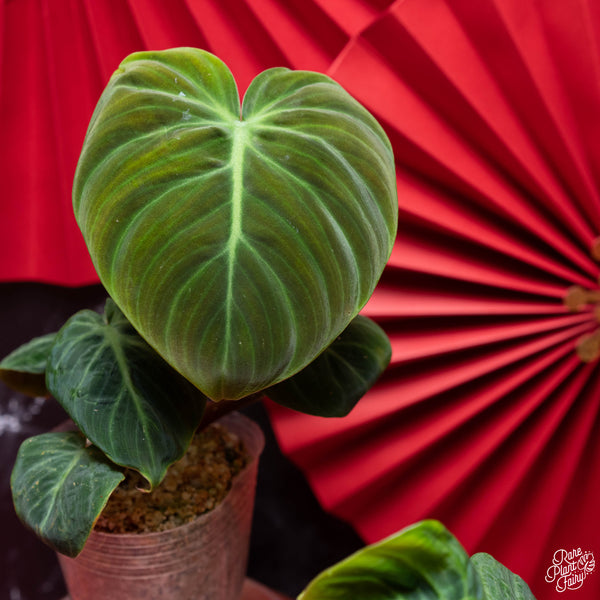 Philodendron sp. 'El Choco Red' *Growers choice*