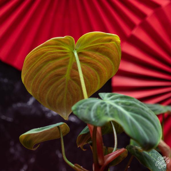 Philodendron sp. 'El Choco Red' *Growers choice*