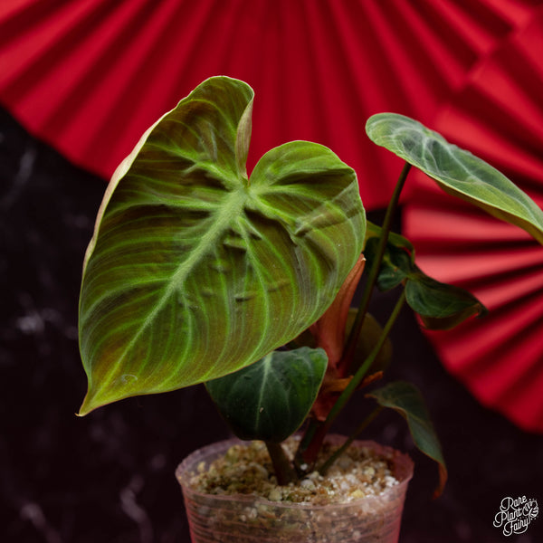 Philodendron sp. 'El Choco Red' *Growers choice*