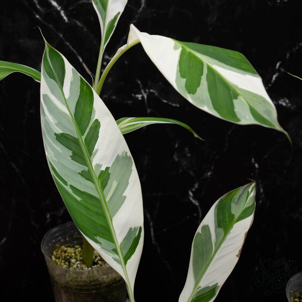 Musa 'Florida' variegated banana tree *grower's choice*