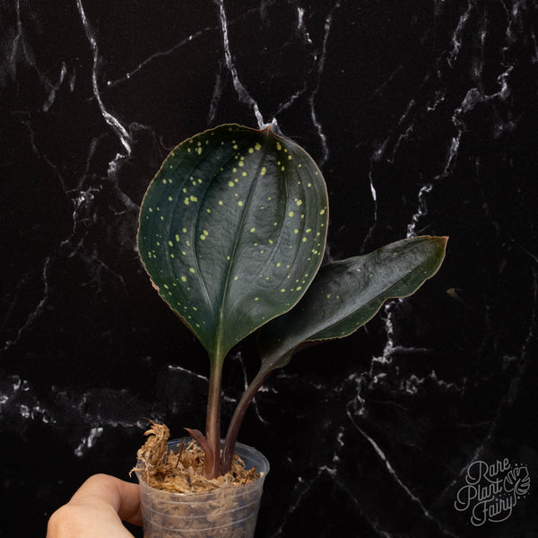 Pelexia laxa jewel orchid *Grower's choice*