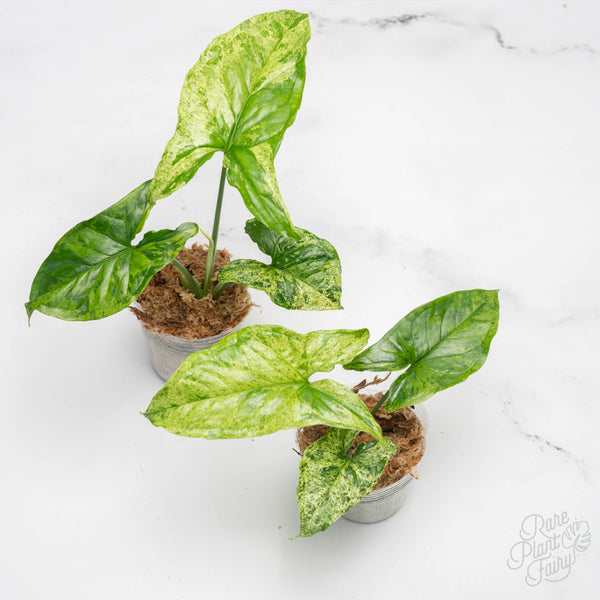 Syngonium mojito *Grower's choice*