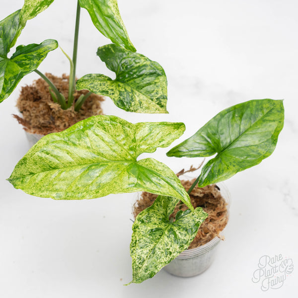 Syngonium mojito *Grower's choice*