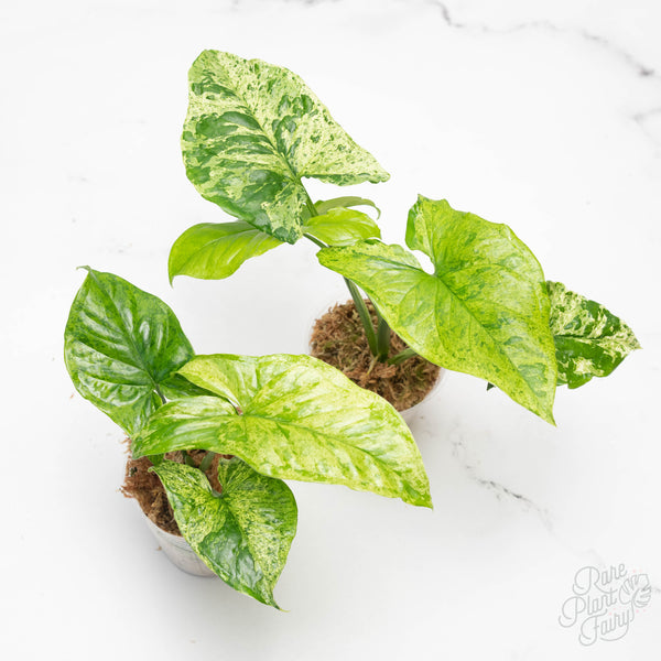 Syngonium mojito *Grower's choice*