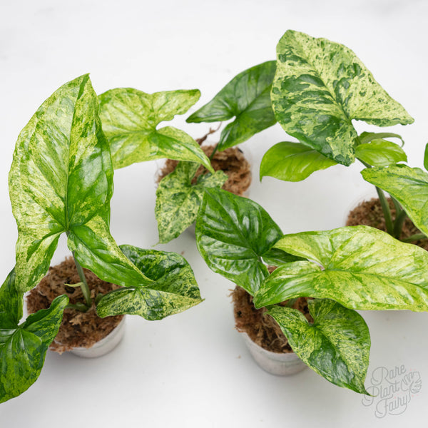 Syngonium mojito *Grower's choice*