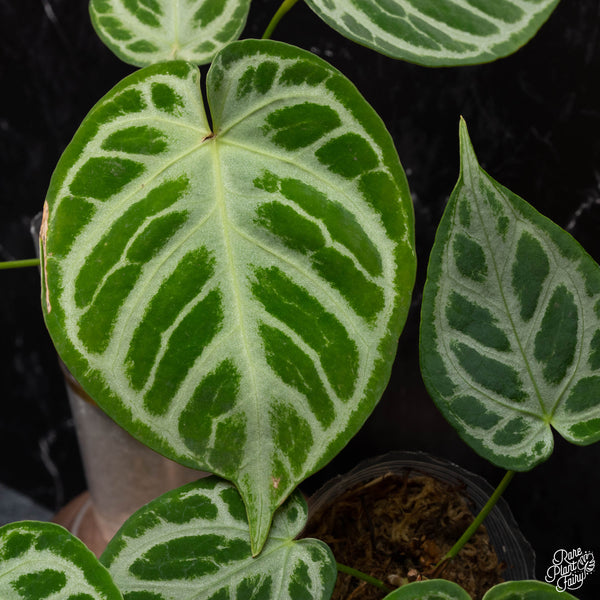 Anthurium 'Silver Blush' *Grower's choice*