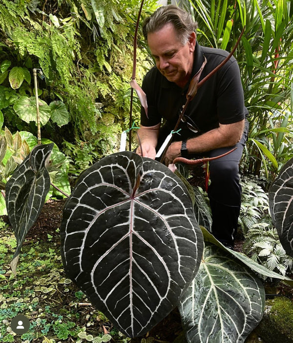 Anthurium 'Michelle' by DocBlock ®  *Growers choice* *with tag signed by DocBlock*